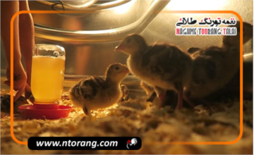 تاثیر نور و دما بر تولید مثل و سلامت بوقلمون‌ها